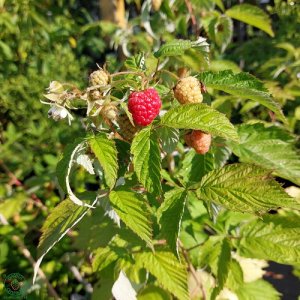 Malina (Rubus idaeus) ´DELNIWA´ veľkoplodá rodiaca 2x ročne, výška 50-80 cm, kont. C1L
